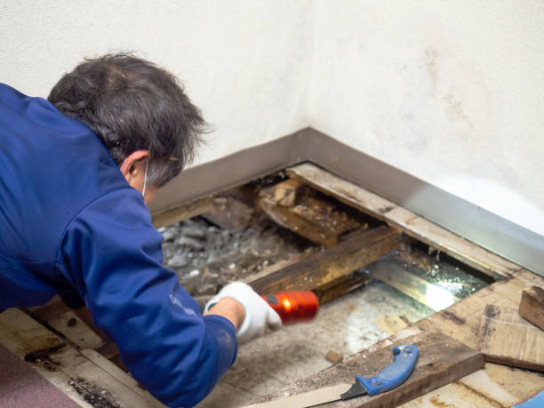 Best Industrial Mold Remediation in New Holstein, WI