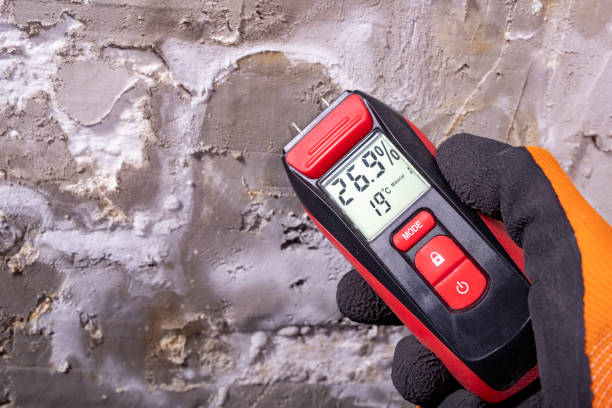 Best Post-Flood Mold Remediation in New Holstein, WI