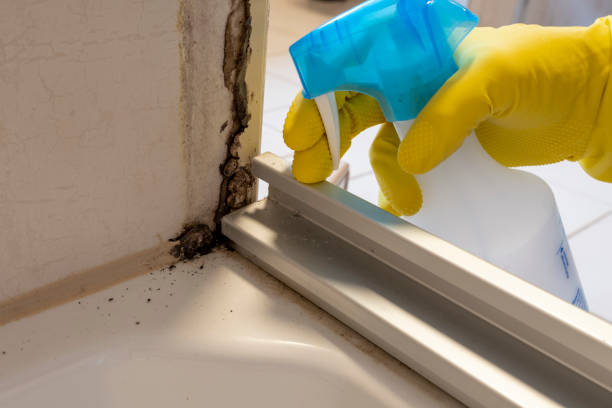 Best DIY Mold Remediation Support Services in New Holstein, WI