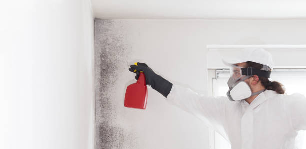 Best Insurance-Related Mold Remediation in New Holstein, WI