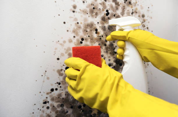 Best Bathroom Mold Remediation in New Holstein, WI