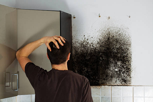 Best Kitchen Mold Remediation in New Holstein, WI
