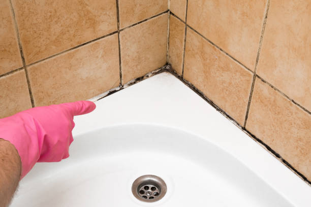 Best Basement Mold Remediation in New Holstein, WI